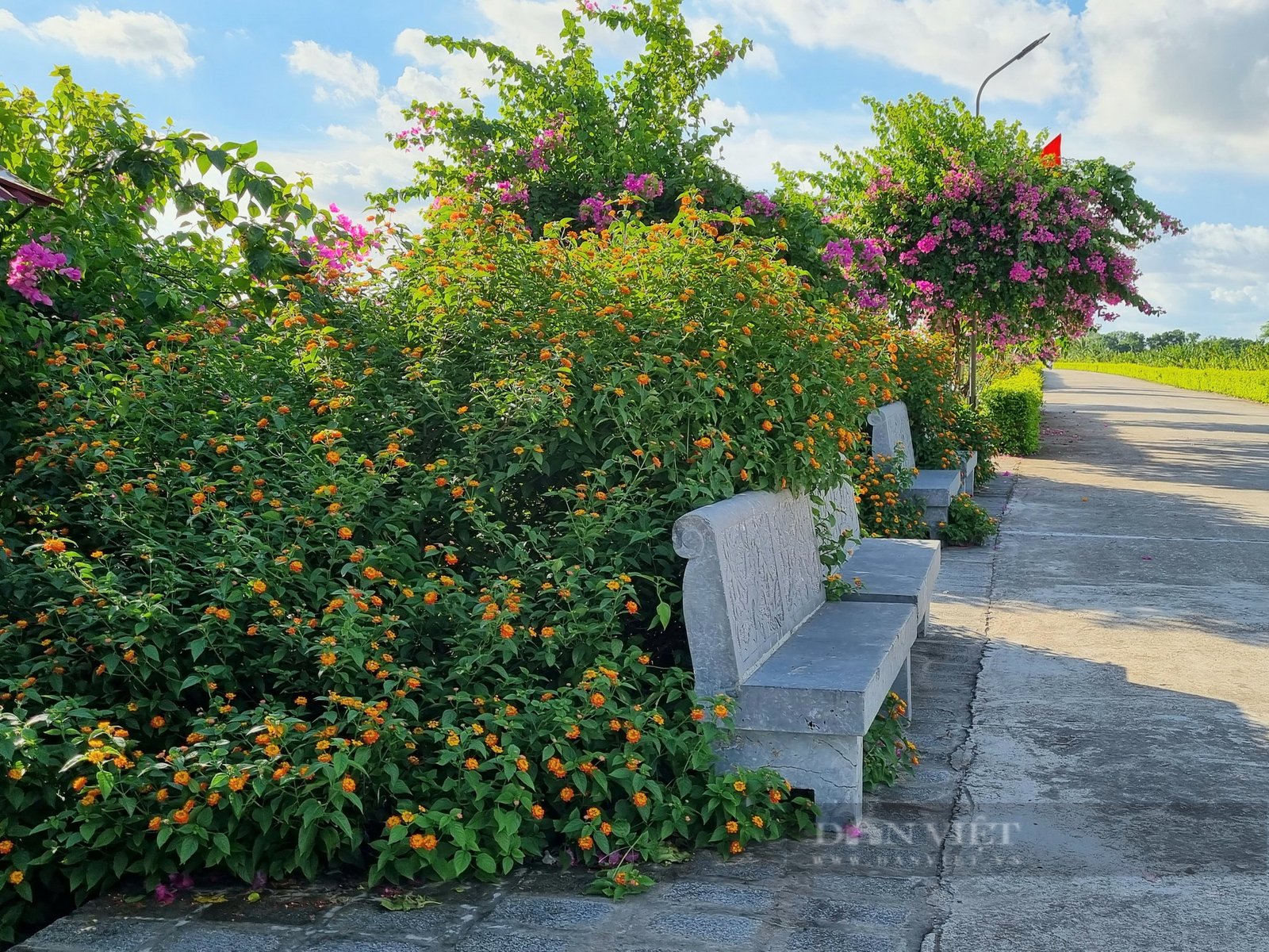 Rực rỡ con đường hoa đẹp như phim đang thu hút giới trẻ ở Ninh Bình - Ảnh 10. Rực rỡ con đường hoa đẹp như phim đang thu hút giới trẻ ở Ninh Bình - Ảnh 10.