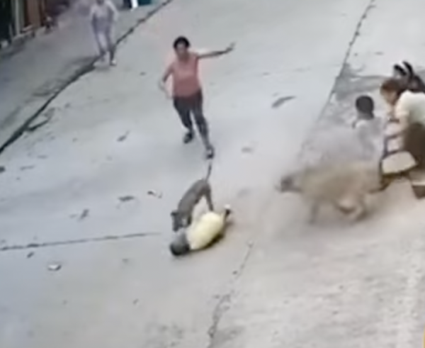 chó cưng cứu cậu chủ 1