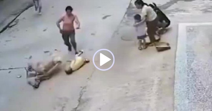 chó cưng cứu cậu chủ