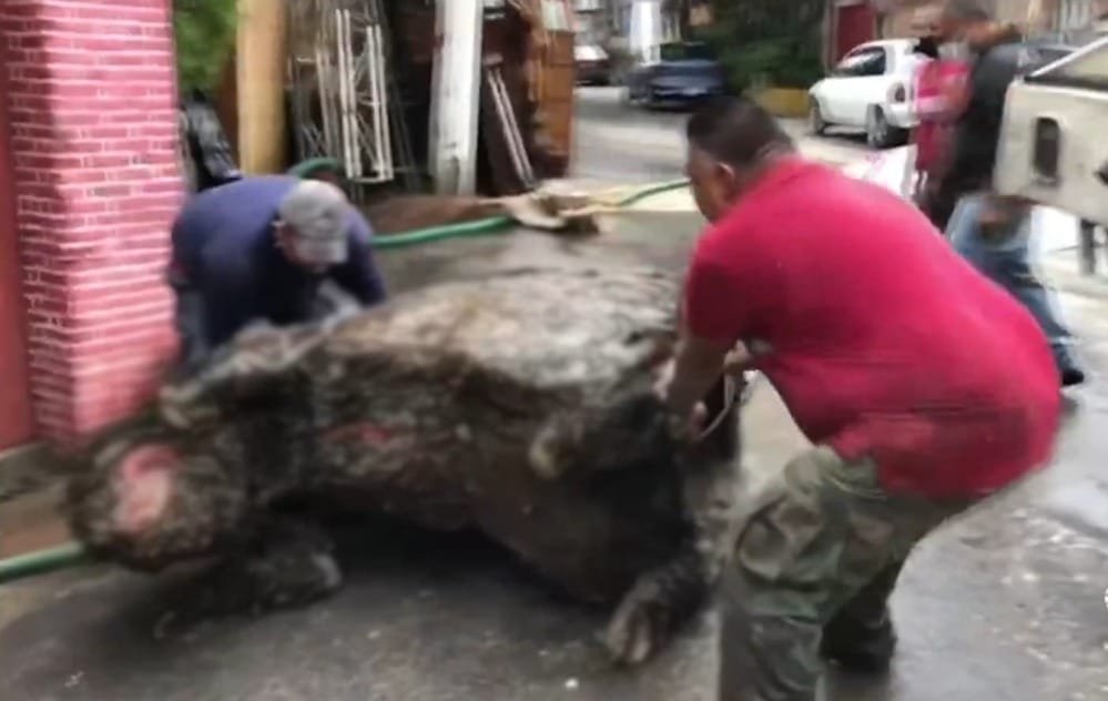 con-chuot-khong-lo-chan-cong-thoat-nuoc-gay-ngap-lut-nghiem-trong-a7cbc2fb