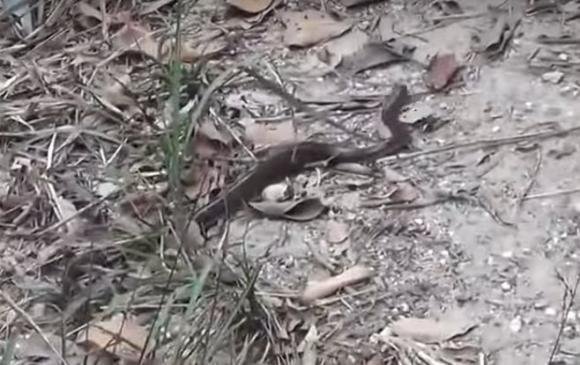 cô gái xinh đẹp, vào rừng chặt 1 cành cây, sau đó làm việc không tưởng