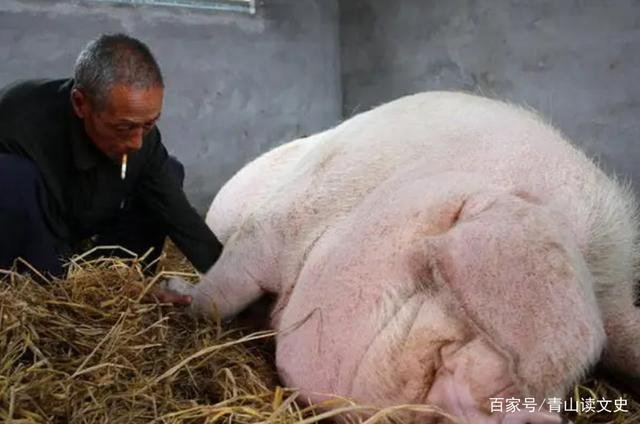 Câu chuyện ly kỳ về Vua lợn: Nặng hơn 1 tấn, thoát c.hết rồi qua đời đều cùng 1 lý do - Hình 3