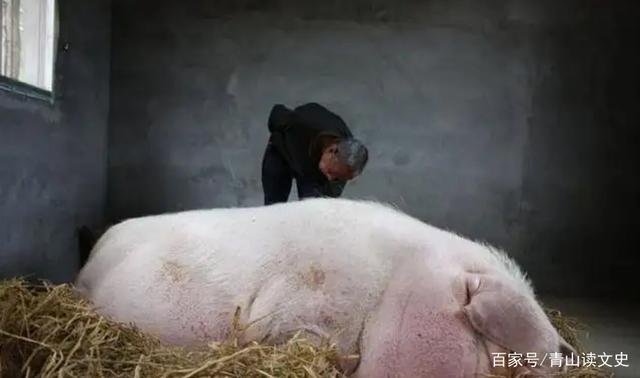 Câu chuyện ly kỳ về Vua lợn: Nặng hơn 1 tấn, thoát c.hết rồi qua đời đều cùng 1 lý do - Hình 5