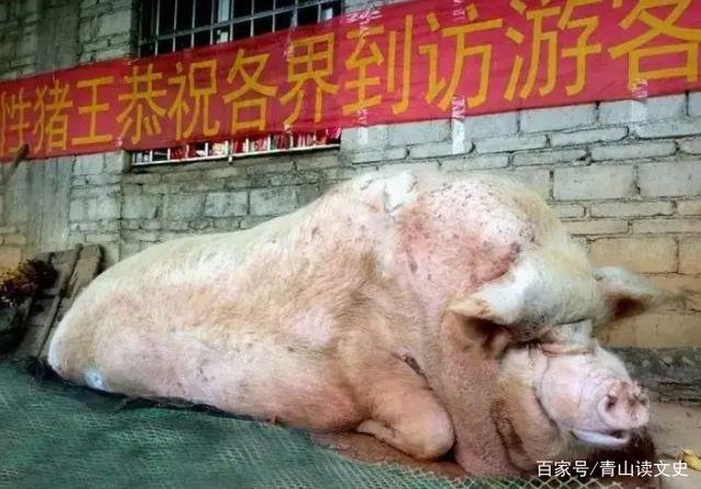 Câu chuyện ly kỳ về Vua lợn: Nặng hơn 1 tấn, thoát c.hết rồi qua đời đều cùng 1 lý do - Hình 6