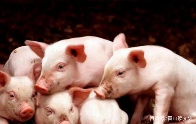 Câu chuyện ly kỳ về Vua lợn: Nặng hơn 1 tấn, thoát c.hết rồi qua đời đều cùng 1 lý do - Hình 1