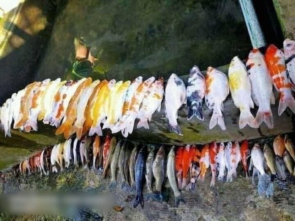 Thanh niên nhiệt tình rửa bể, phơi cả đàn cá Koi 50 con lên bờ cho khô, giờ chủ nhà bắt đền tiền tỷ