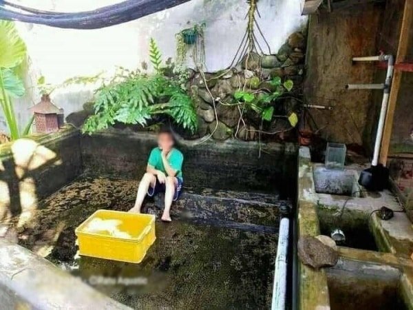 Thanh niên nhiệt tình rửa bể, phơi cả đàn cá Koi 50 con lên bờ cho khô, giờ chủ nhà bắt đền tiền tỷ