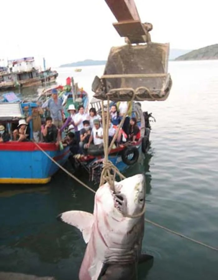 Cá mập bị bắt tại vùng biển Quy Nhơn hồi đầu năm 2010. Ảnh: Minh Thảo