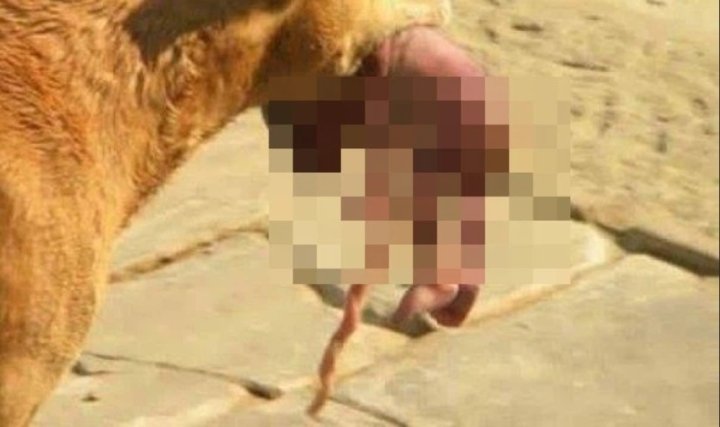 Chú chó hoang ngoạm bé sơ sinh bị bỏ rơi tìm sự giúp đỡ lay động cả thế giới - 2