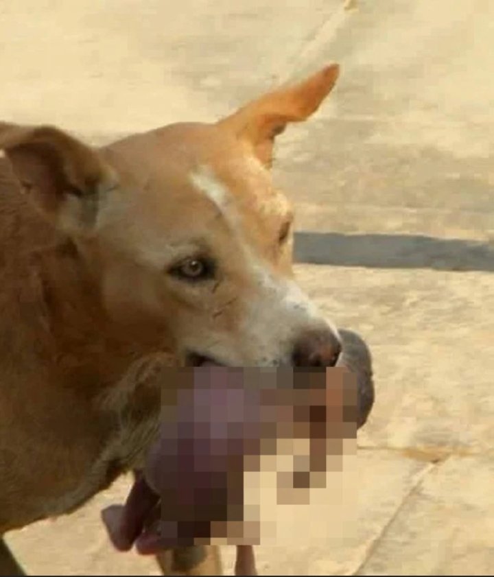 Chú chó hoang ngoạm bé sơ sinh bị bỏ rơi tìm sự giúp đỡ lay động cả thế giới - 1