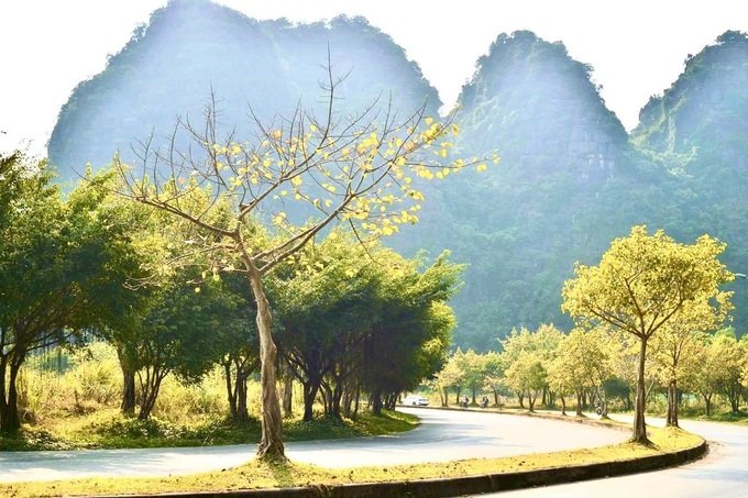 Hàng cây bồ đề dài 10km độc đáo ở Ninh Bình 