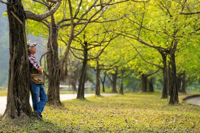 Hàng cây bồ đề dài 10km độc đáo ở Ninh Bình 
