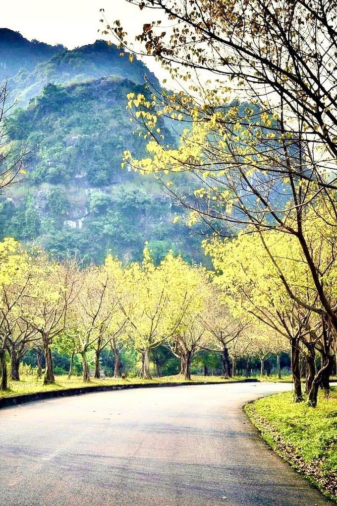 Hàng cây bồ đề dài 10km độc đáo ở Ninh Bình 