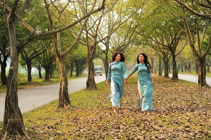 Hàng cây bồ đề dài 10km độc đáo ở Ninh Bình 