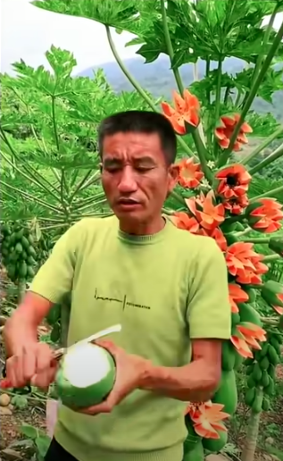 Lão nông khoe cây đu đủ kỳ quái trái bung nở như hoa thu hút 2,6 triệu lượt xem, dân mạng rình mò phát hiện sự thật không cãi được - Ảnh 6.