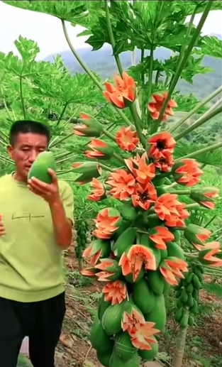 Lão nông khoe cây đu đủ kỳ quái trái bung nở như hoa thu hút 2,6 triệu lượt xem, dân mạng rình mò phát hiện sự thật không cãi được - Ảnh 3.