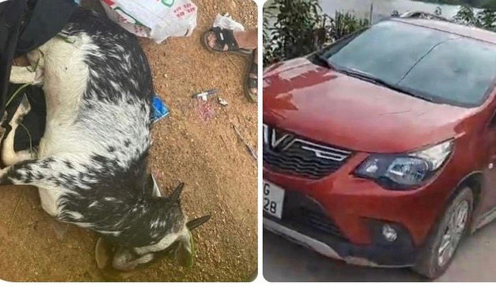 Vụ 2 con dê bị bắn chết: Chủ đàn dê đã được đền bù, muốn vụ việc sớm kết thúc - Ảnh 3.