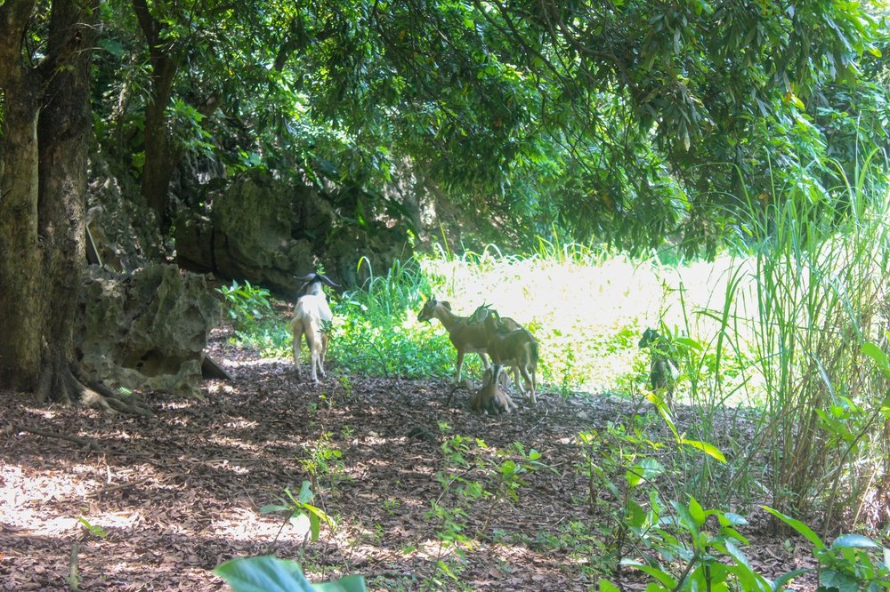 Vụ 2 con dê bị bắn chết: Chủ đàn dê đã được đền bù, muốn vụ việc sớm kết thúc - Ảnh 1.