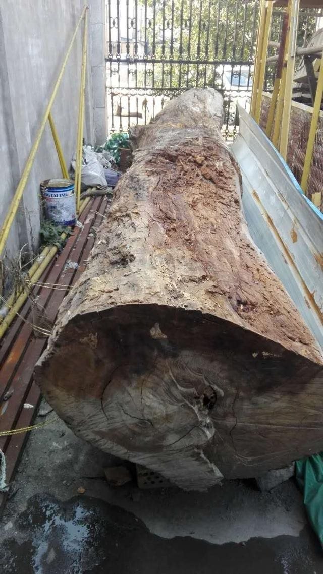 Bán khúc gỗ mục dài 5m với giá 5,5 tỷ đồng, người đàn ông bị cảnh sát cho "đeo còng" vì tội danh khiến ai cũng sốc - Ảnh 1. Bán khúc gỗ mục dài 5m với giá 5,5 tỷ đồng, người đàn ông bị cảnh sát cho "đeo còng" vì tội danh khiến ai cũng sốc - Ảnh 1.