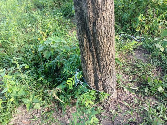 Bắt tài xế trói khách nữ vào gốc cây rồi hiếp dâm - Ảnh 2. Bắt tài xế trói khách nữ vào gốc cây rồi hiếp dâm - Ảnh 2.