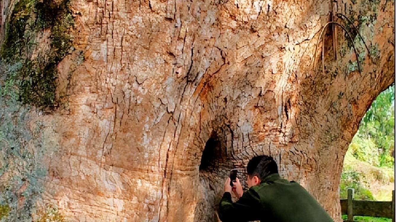 Bí ẩn cây ôm tượng Phật ở Trung Quốc: Chuyên gia giải mã từ câu chuyện già làng kể lại-4