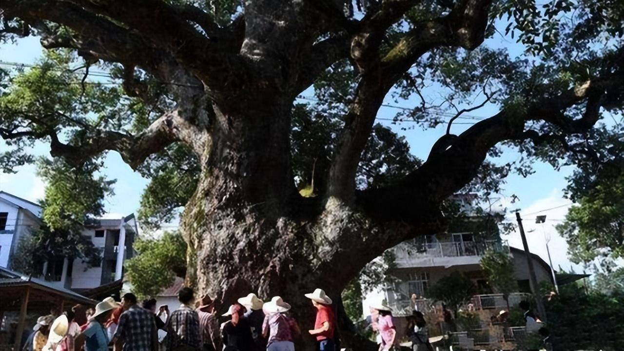 Bí ẩn cây ôm tượng Phật ở Trung Quốc: Chuyên gia giải mã từ câu chuyện già làng kể lại-1