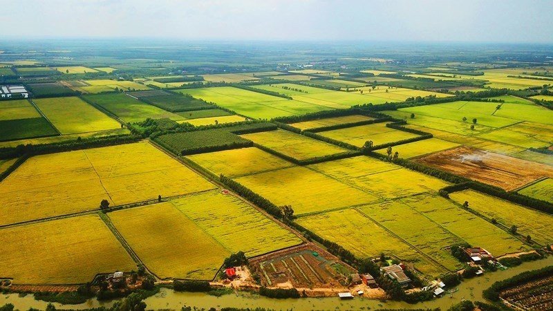 Luật Đất đai 2024 cho phép cá nhân không trực tiếp sản xuất nông nghiệp được nhận chuyển nhượng, nhận tặng cho quyền sử dụng đất trồng lúa. z5675865302660_ee6015e5575356a9ad7d0ca400c060df.jpg
