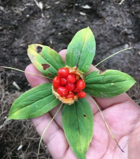 bay-la.jpg 0 cȃy ᵭuổi rắn, ᵭuổi rắn