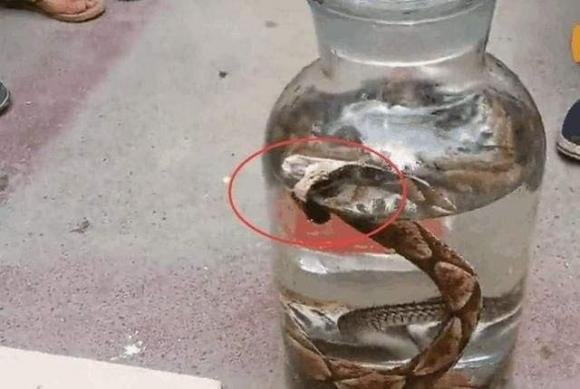 ruou-ran-ngam (1).jpg 5 rượu rắn, rắn ngâm rượu