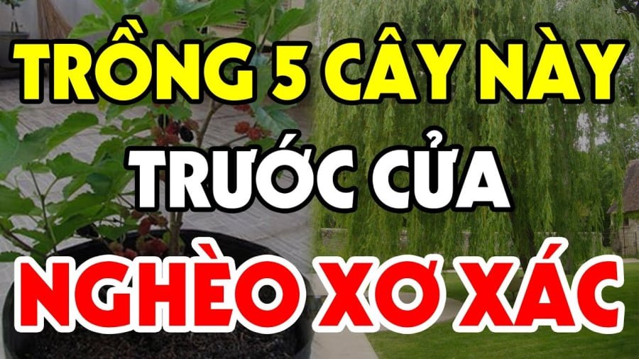 cay khong trong truoc nha