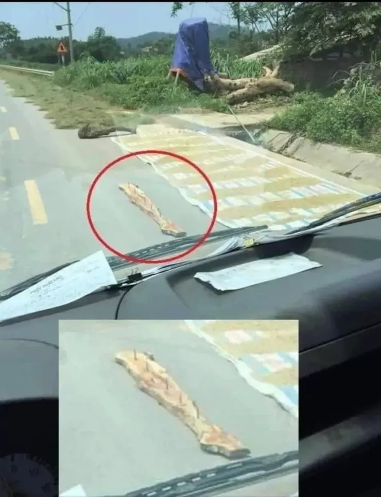 Nhiều người phơi lúa ngoài đường còn dùng tấm gỗ gắn đinh gây nguy hiểm cho người tham gia giao thông. Ảnh minh họa: T.NHUNG