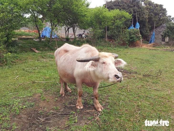 'Ông trâu' thọ hơn 40 tuổi gây sốt dân mạng - Ảnh 5.