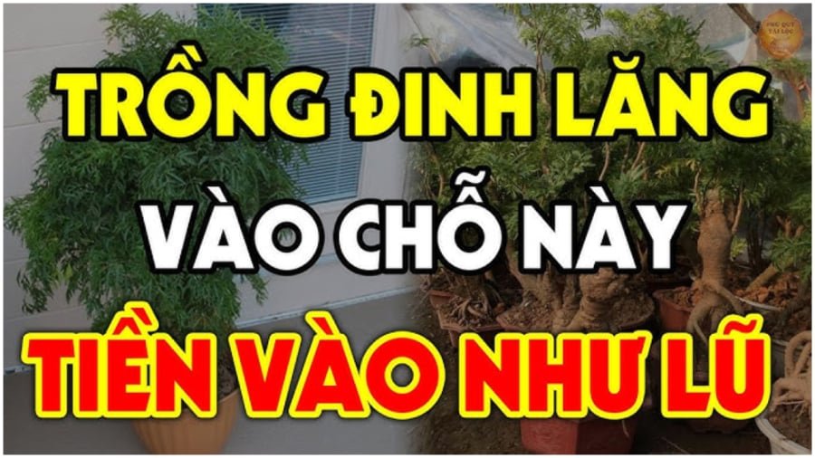 Trồng đinh lăng vị trí này hút tài lộc